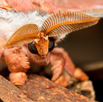 Emperor gum moths