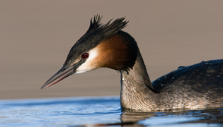 Bird photos
