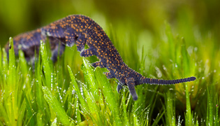 Invertebrate photos