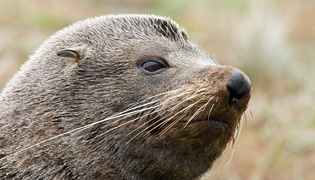 Mammal photos