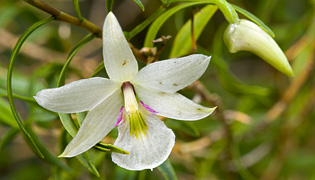 Plant photos
