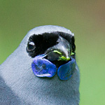 North Island kokako