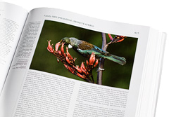 Tui photo used in Handbook of the birds of the world